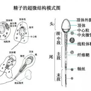 精子