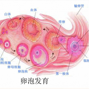 什么是卵泡